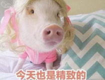 肥猪猪娱乐吃瓜酱,揭秘娱乐圈那些不为人知的幕后故事