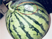 网红视频 吃瓜,吃瓜文化下的娱乐现象解析